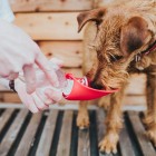 Hund Provital Werbematerial Zubehör Trinkflasche 1 Stück -3- Anifit